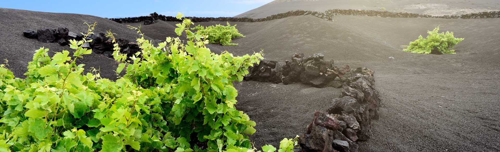 Viñedos de Lanzarote en paisaje volcánico